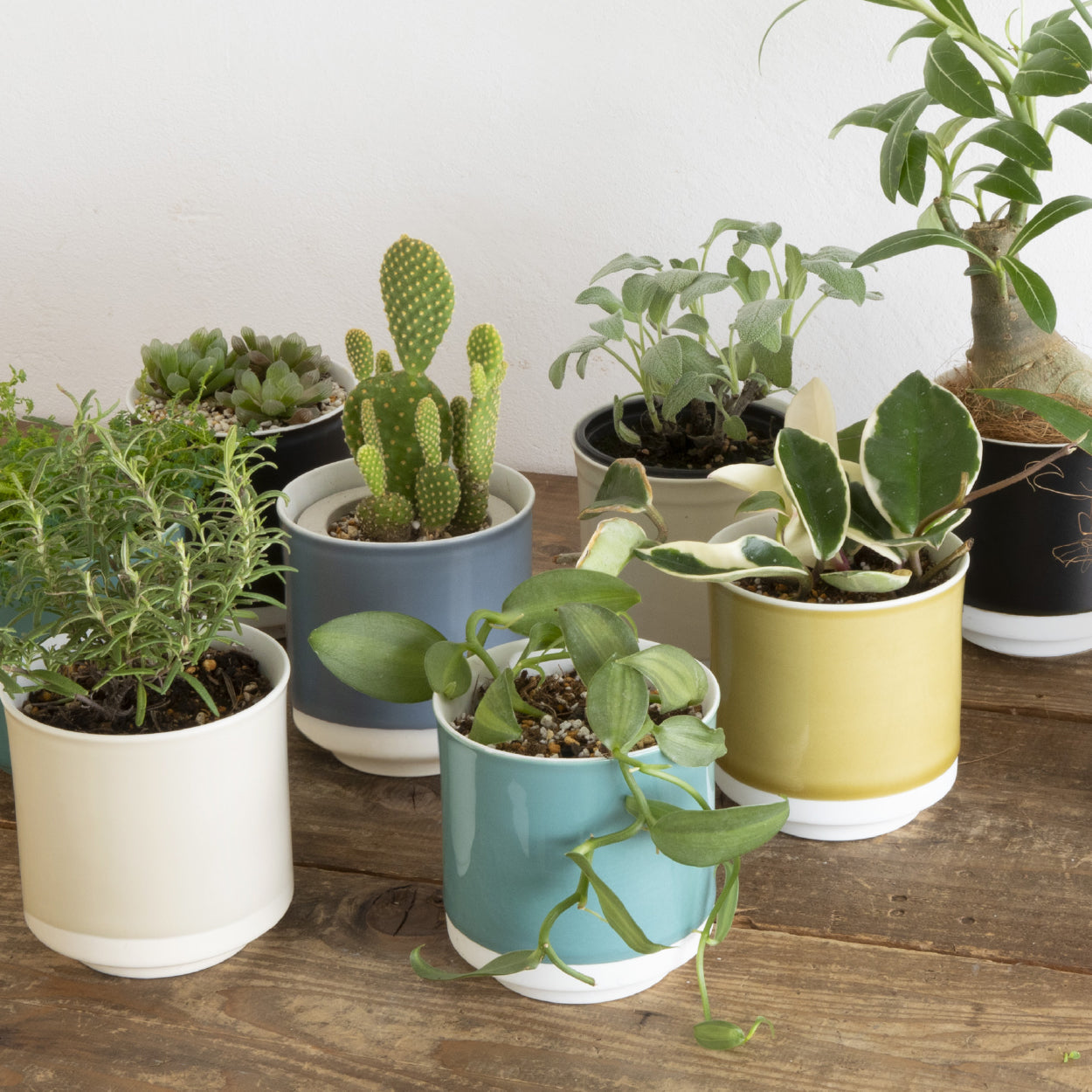 Leaf88 HASAMI POT 波佐見焼植木鉢